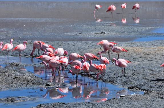 Observando os flamingos da Laguna Hedionda, a caminho do Salar de Uyuni, na Bolívia